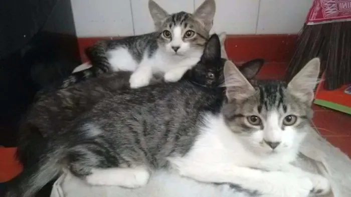 Gato ra a  idade 2 a 6 meses nome Gatos - 2machos e 1 femea