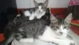Gatos - 2machos e 1 femea