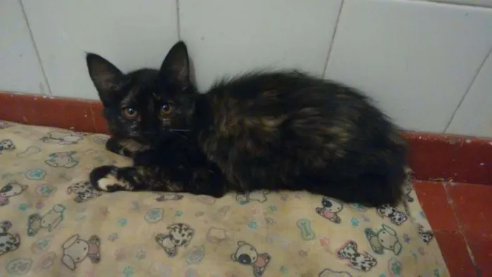 Gato ra a  idade 2 a 6 meses nome Gatos - 2machos e 1 femea