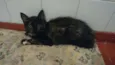 Gatos - 2machos e 1 femea