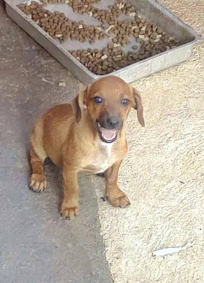 Cachorro ra a Virá lata idade 2 a 6 meses nome Mil
