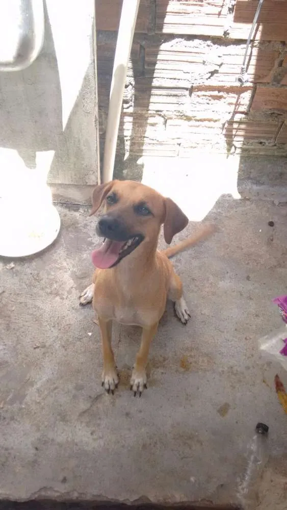 Cachorro ra a Vira-lata idade 1 ano nome Galega