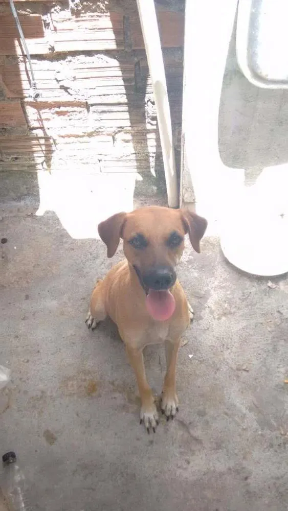 Cachorro ra a Vira-lata idade 1 ano nome Galega