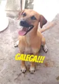 Galega