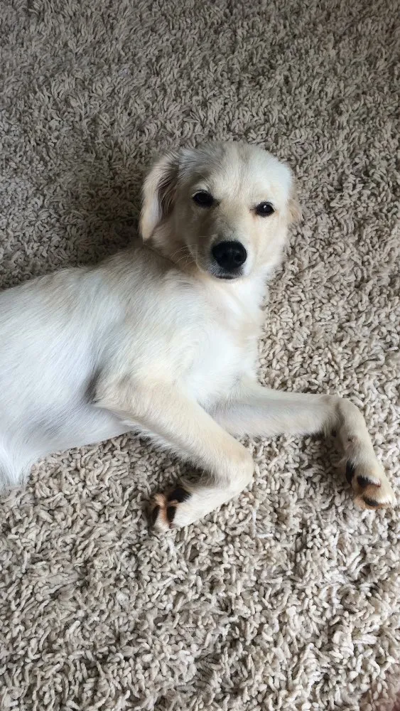 Cachorro ra a Vira lata  idade 2 a 6 meses nome Nina