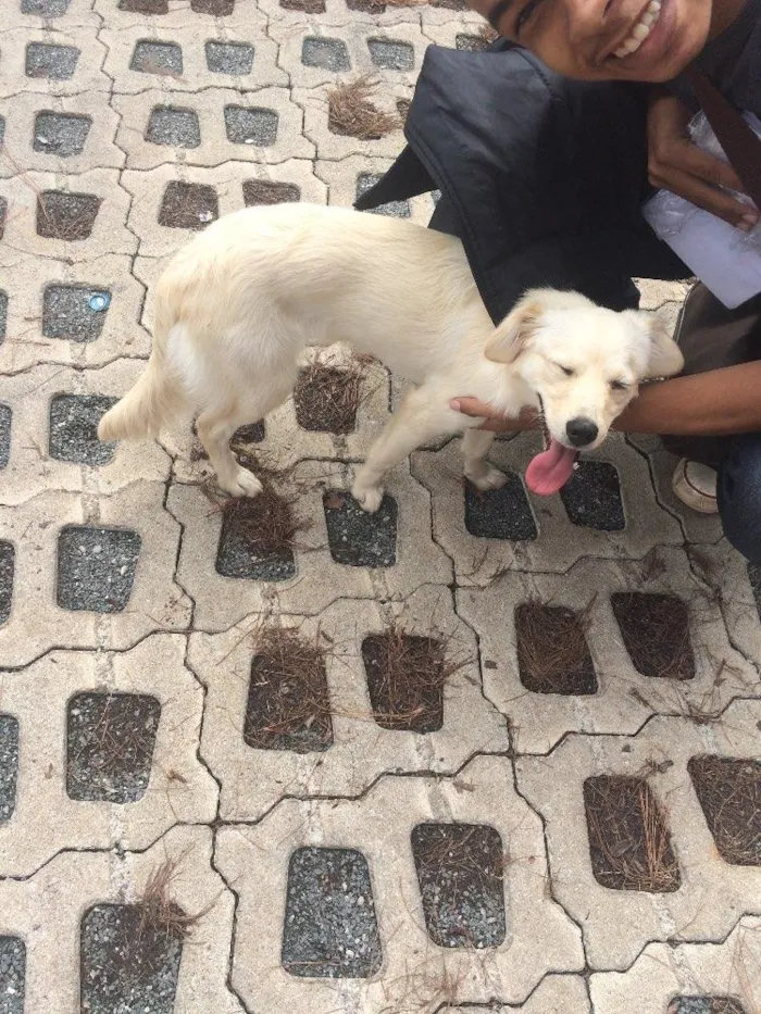 Cachorro ra a Vira lata  idade 2 a 6 meses nome Nina