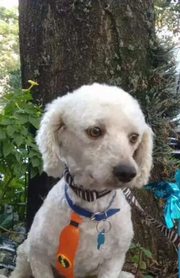 Cachorro ra a poodle idade 3 anos nome Romeu