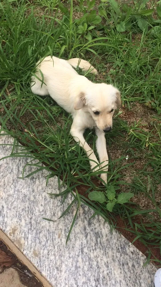 Cachorro ra a Vira lata  idade 2 a 6 meses nome Nina