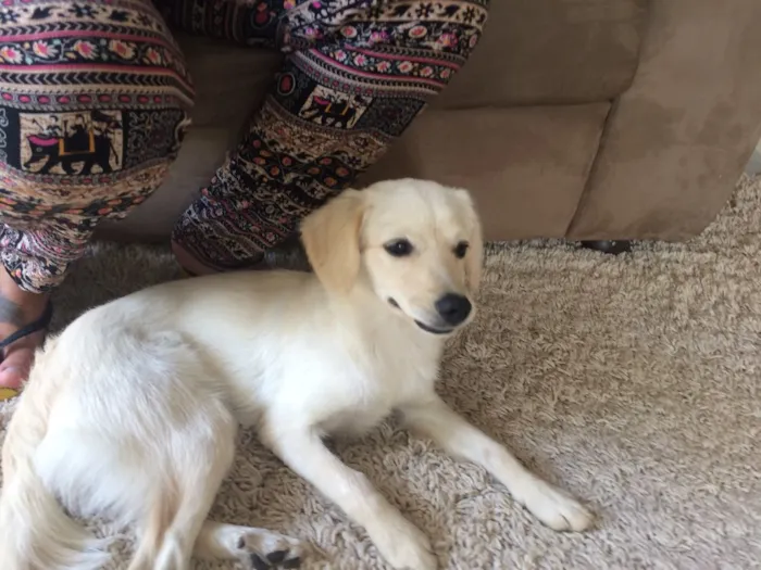 Cachorro ra a Vira lata  idade 2 a 6 meses nome Nina