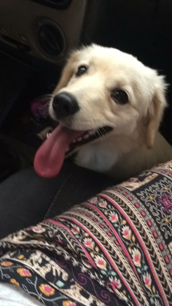 Cachorro ra a Vira lata  idade 2 a 6 meses nome Nina