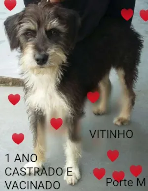 Cachorro raça SRD idade 1 ano nome Vitinho