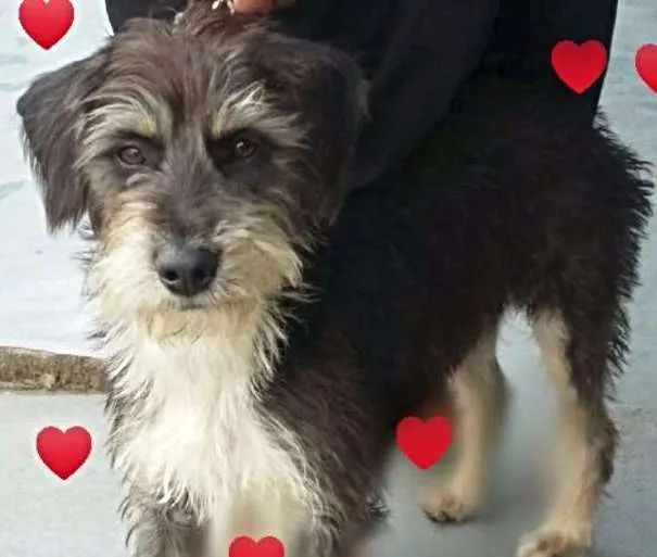 Cachorro ra a SRD idade 1 ano nome Vitinho