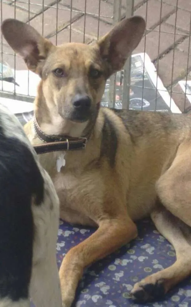 Cachorro ra a SRD idade 1 ano nome Simba