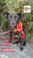 Mortadela