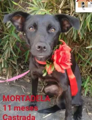 Cachorro raça srd idade 7 a 11 meses nome Mortadela