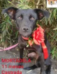 Mortadela