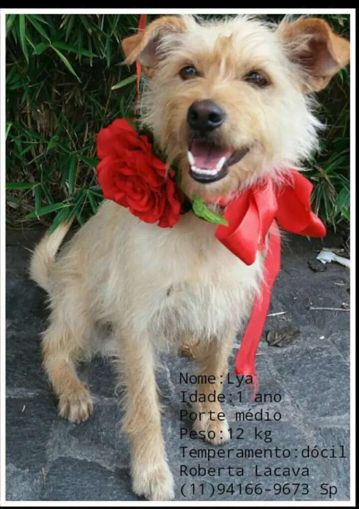Cachorro ra a srd idade 1 ano nome Lya