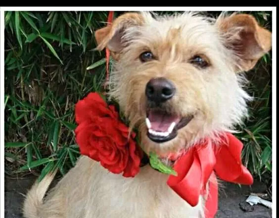Cachorro ra a srd idade 1 ano nome Lya