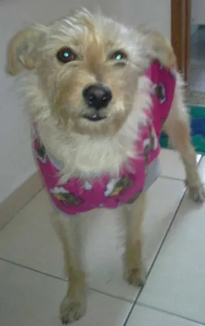 Cachorro raça srd idade 1 ano nome Lya