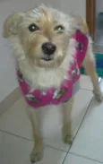 Lya