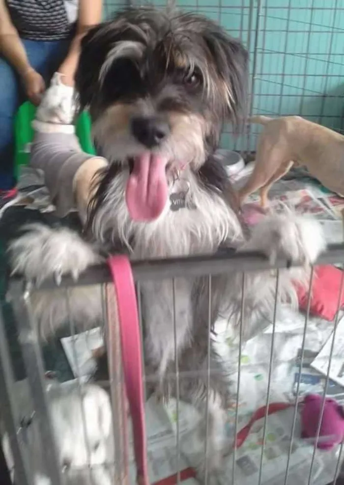 Cachorro ra a SRD idade 1 ano nome Vitinho