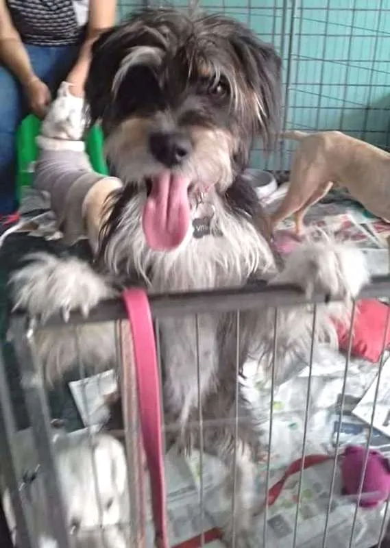 Cachorro ra a SRD idade 1 ano nome Vitinho