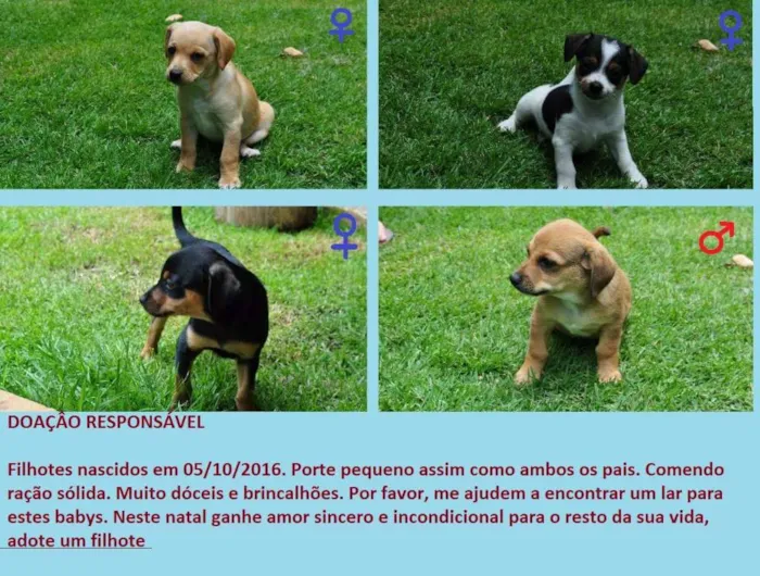 Cachorro ra a SRD idade Abaixo de 2 meses nome Paçoca, vaquinha e miduin