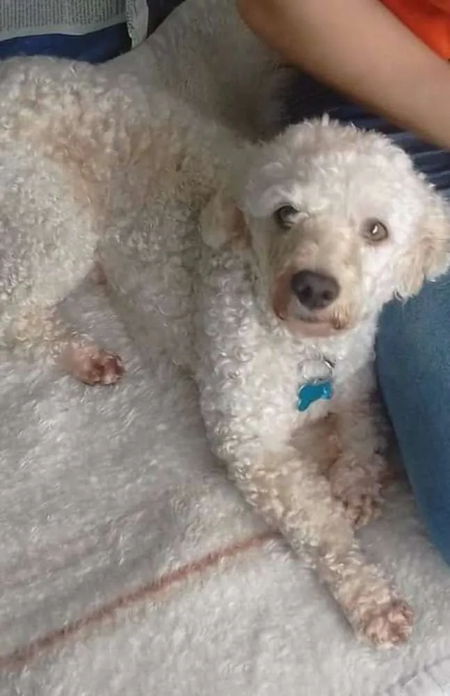 Cachorro ra a poodle idade 3 anos nome Romeu