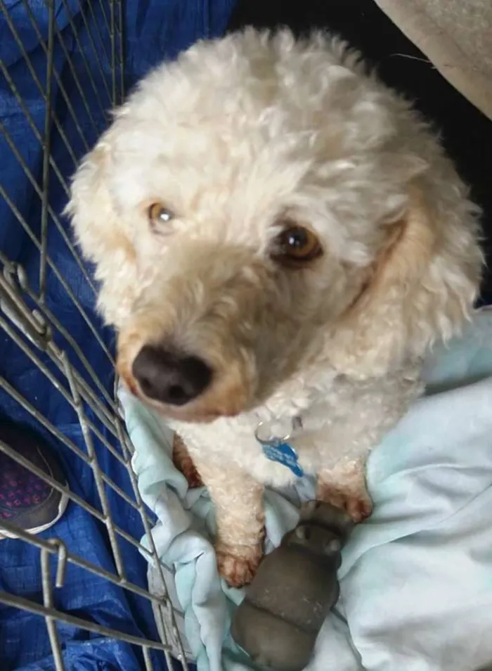 Cachorro ra a poodle idade 3 anos nome Romeu