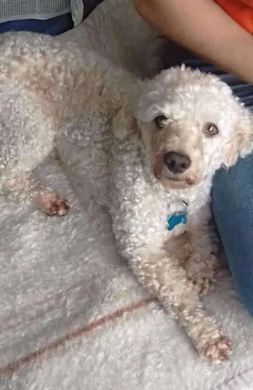 Cachorro ra a poodle idade 3 anos nome Romeu