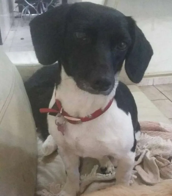 Cachorro ra a srd idade 1 ano nome Megan