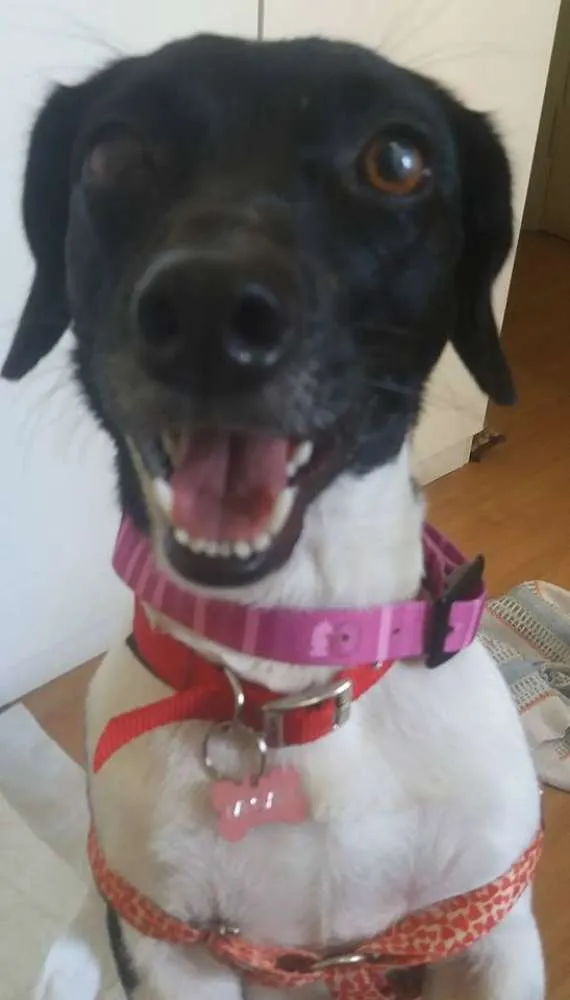 Cachorro ra a srd idade 1 ano nome Megan