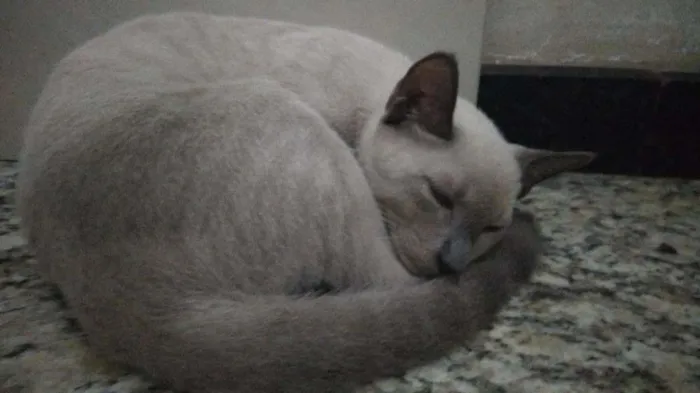 Gato raça Srd idade 2 a 6 meses nome Jamal