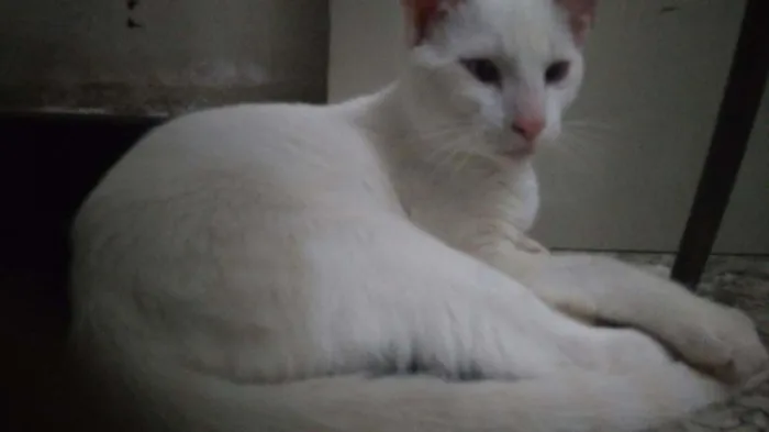 Gato raça Srd  idade 2 a 6 meses nome Sem nome 