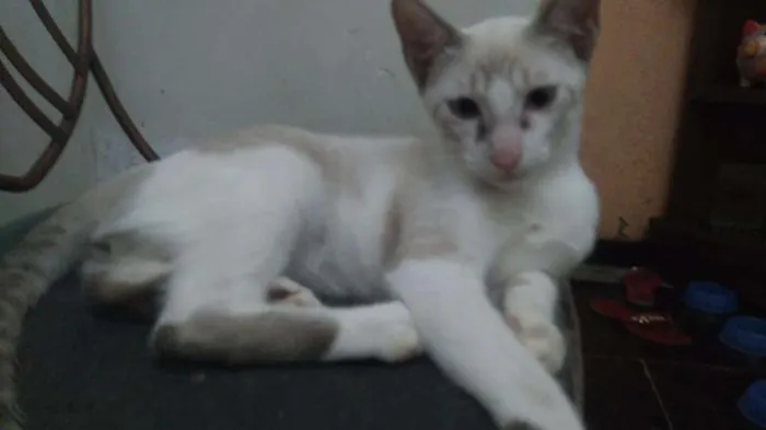 Gato raça Srd idade 2 a 6 meses nome Sem nome