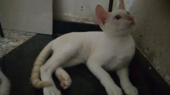 Gato raça  idade 2 a 6 meses nome Sem nome