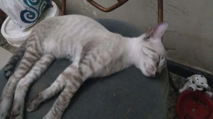 Gato raça  idade 2 a 6 meses nome Sem nome