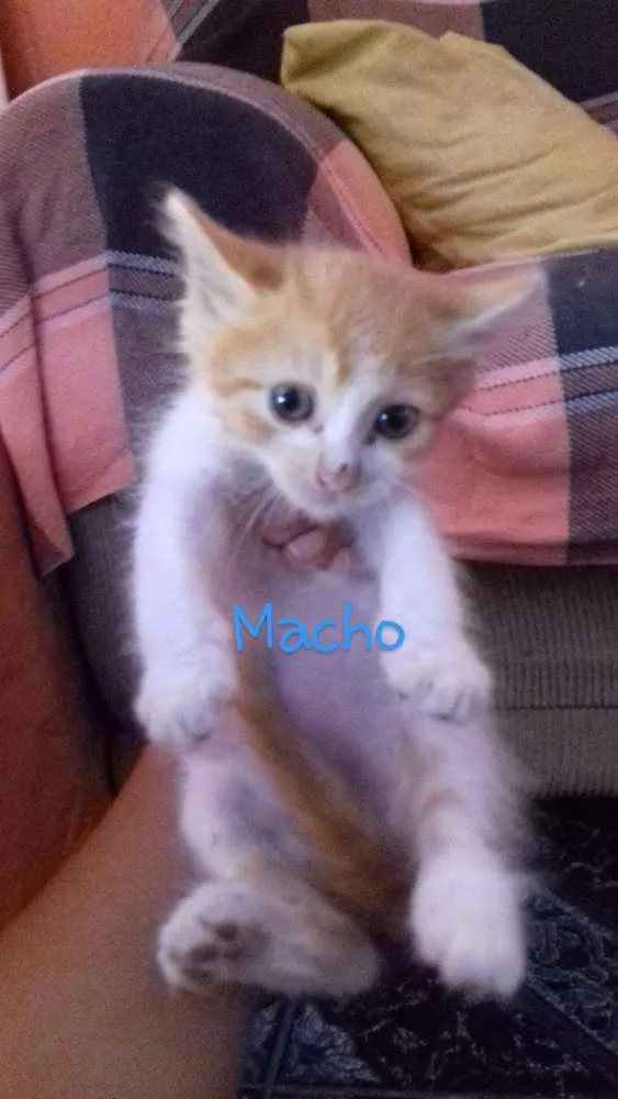 Gato ra a  idade 2 a 6 meses nome Não tem nome 