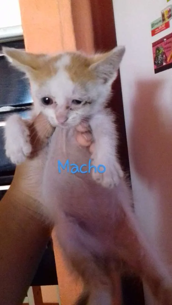 Gato ra a  idade 2 a 6 meses nome Não tem nome 