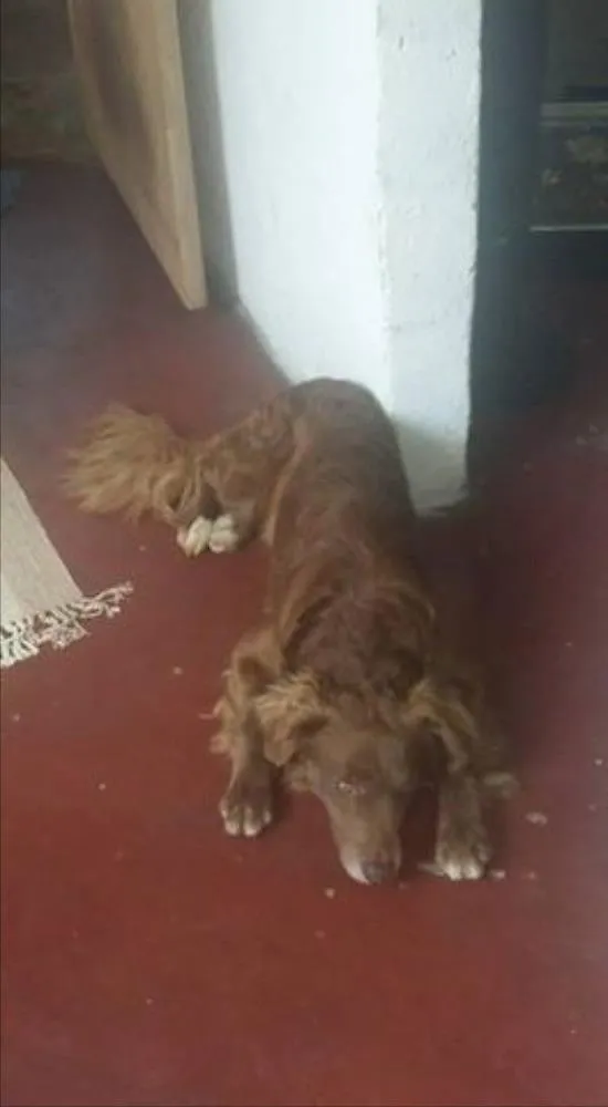 Cachorro ra a Misturado vira lata com labrador idade 4 anos nome Marley