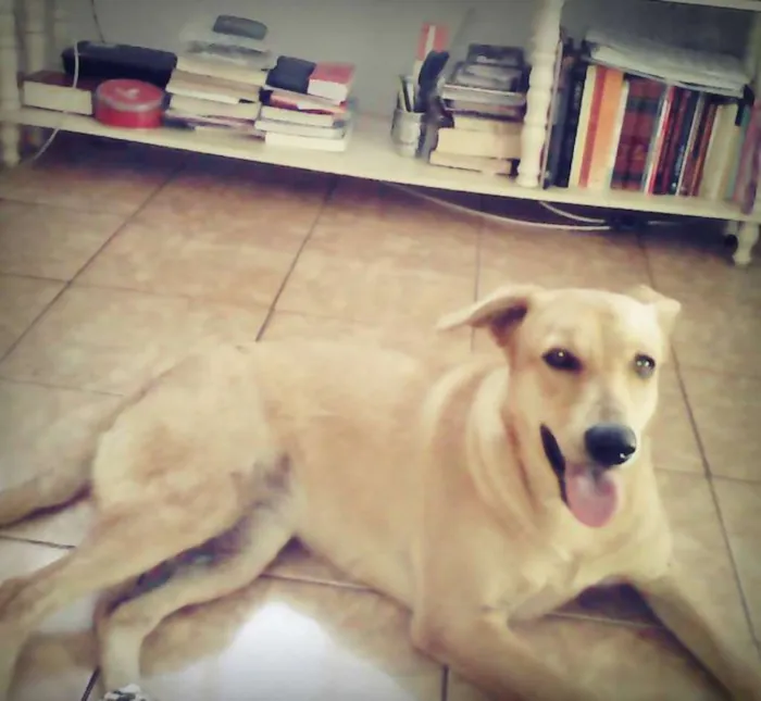 Cachorro ra a Vira-lata idade 1 ano nome Cilada