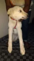 Lola