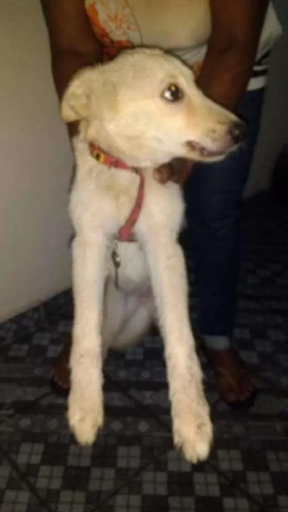 Cachorro ra a SRD idade 2 a 6 meses nome Lola