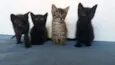 Gatinhas