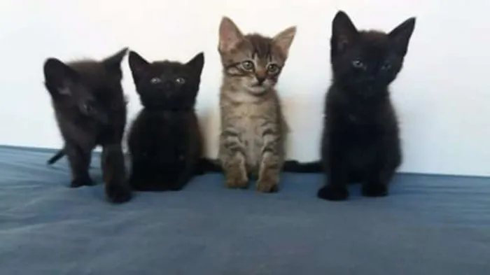 Gato ra a Gatinhas idade Abaixo de 2 meses nome Gatinhas
