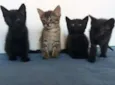 Gatinhas