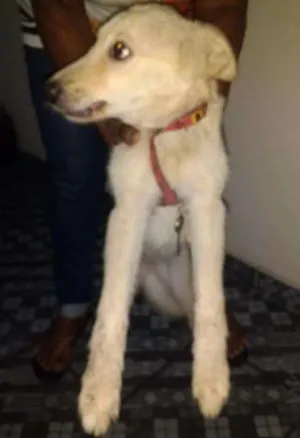 Cachorro raça SRD idade 2 a 6 meses nome Lola