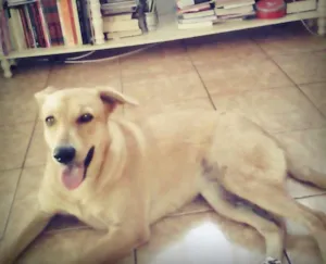 Cachorro raça Vira-lata idade 1 ano nome Cilada
