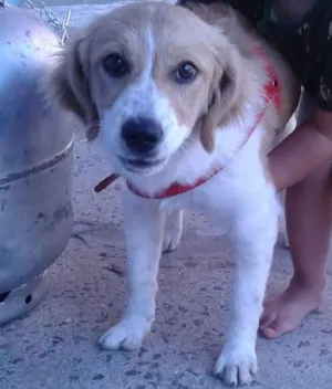 Cachorro raça Mestiça idade 7 a 11 meses nome Xereta