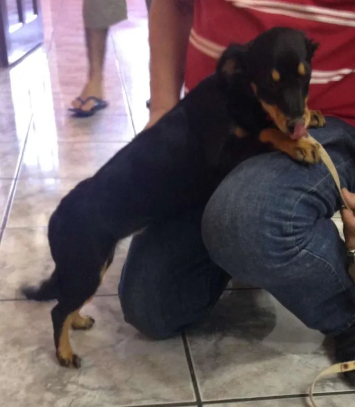 Cachorro ra a  idade 2 a 6 meses nome Nina